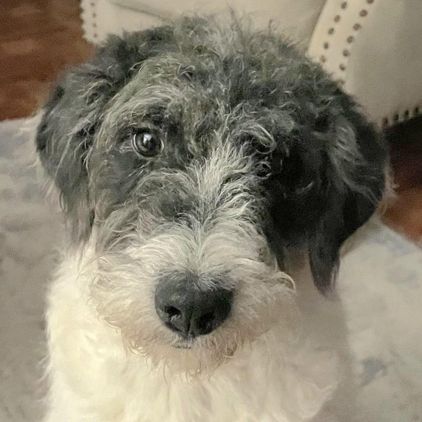 A young small-sized female White / Cream Portuguese Water Dog dog named Maggie Dalia "oh for adoption in New York, NY