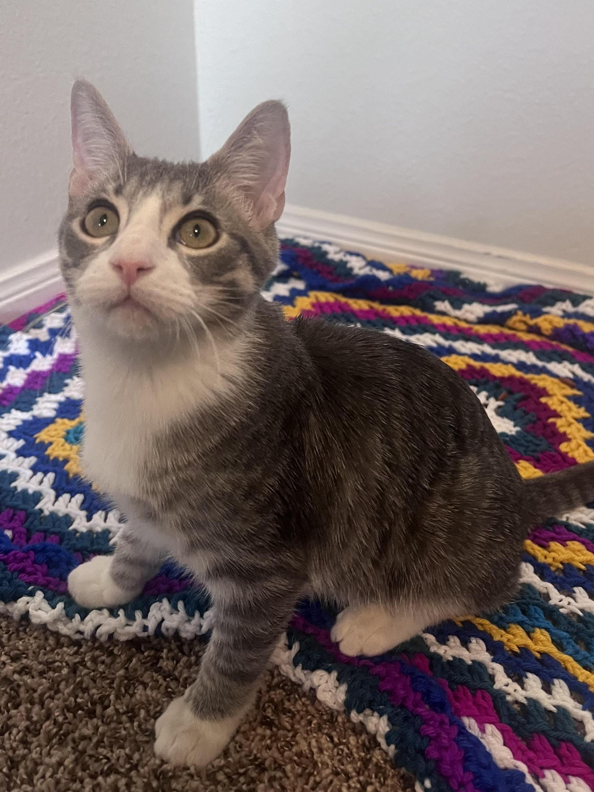 A baby medium-sized male Buff & White Domestic Short Hair cat named Pickles for adoption in Conroe, TX