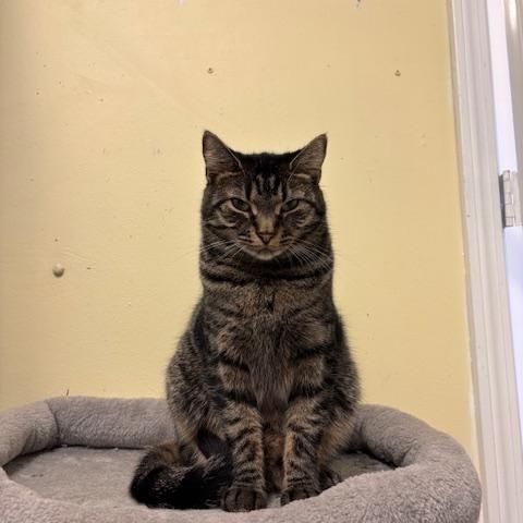 Holland – A Shy photo 1