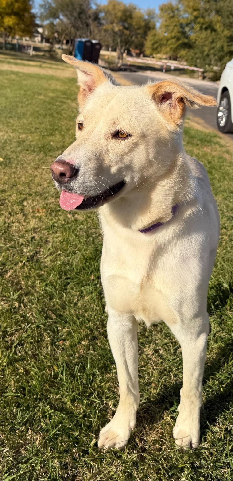 An adult medium-sized male Yellow / Tan / Blond / Fawn Labrador Retriever dog named Rucker for adoption in Canyon, TX