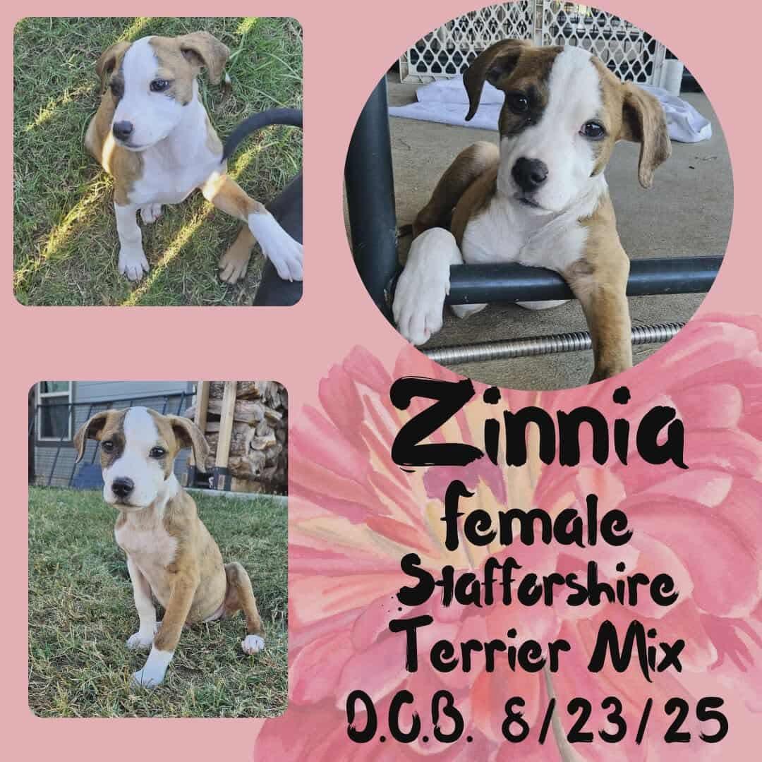 A baby medium-sized female Tricolor (Brown, Black, & White) American Staffordshire Terrier dog named Zinnia for adoption in Caldwell, TX