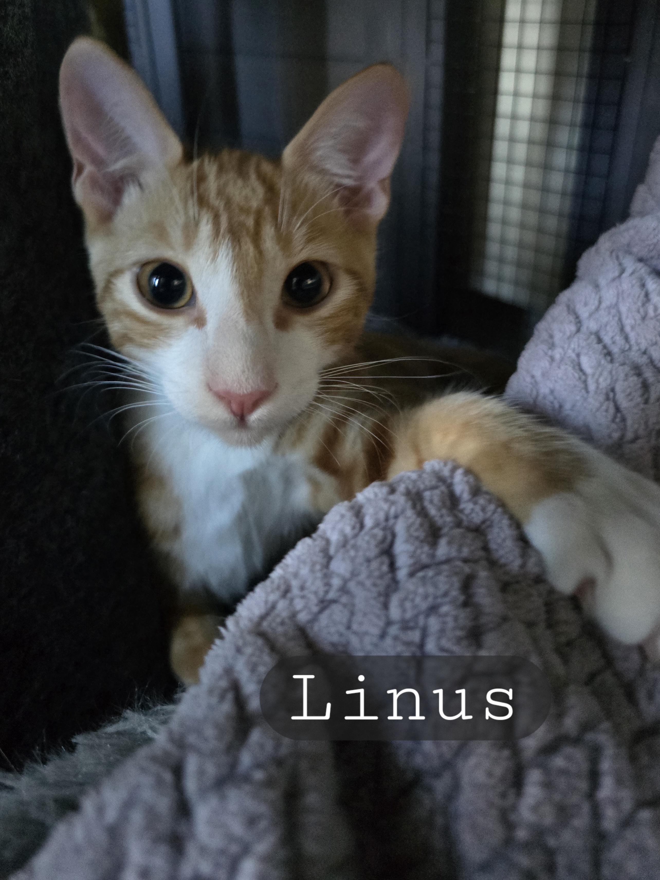 Linus And Loki