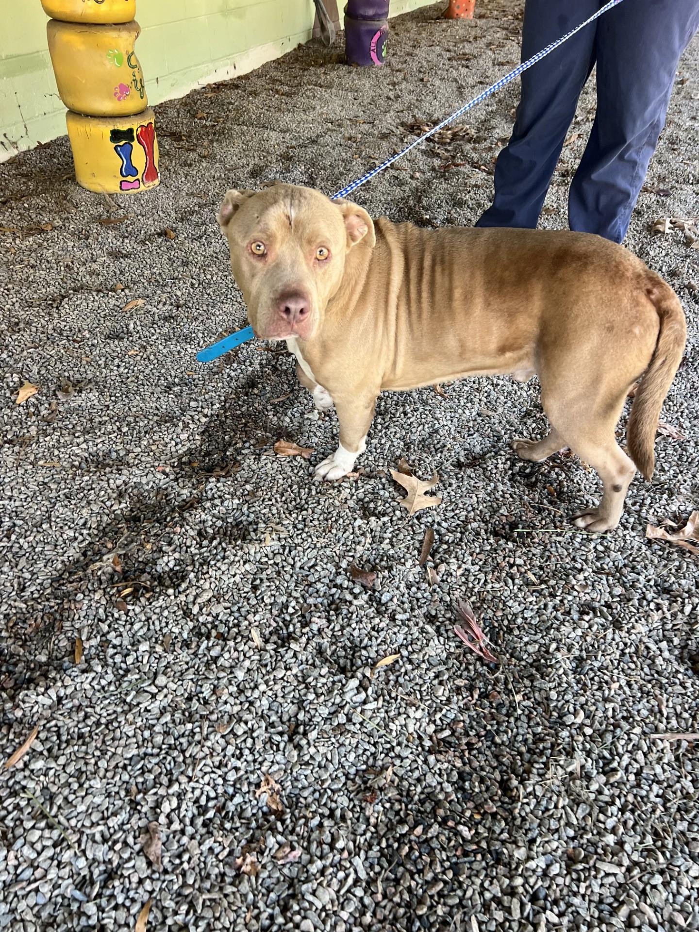 An adult medium-sized male Apricot / Beige Pit Bull Terrier dog named Rocketa for adoption in Rocky Mount, NC