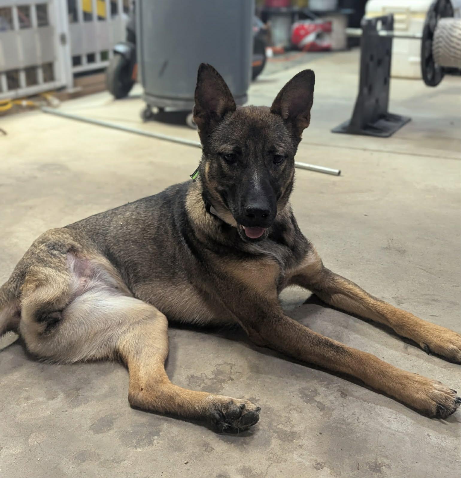 Ellie The Tripawed Shepherd!