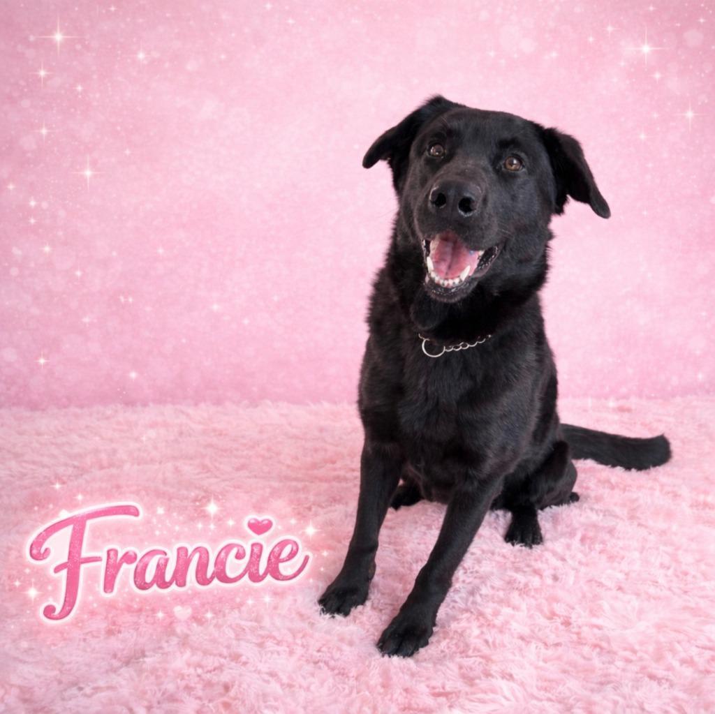 Francie