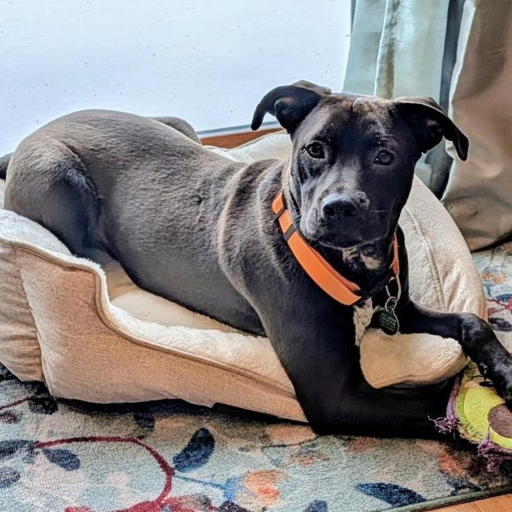 A baby medium-sized male White / Cream Pit Bull Terrier dog named Shawn for adoption in Cedarburg, WI