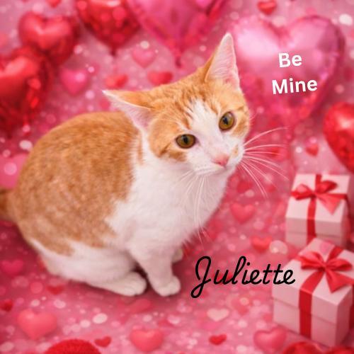 Juliettea Loving Little Shadow