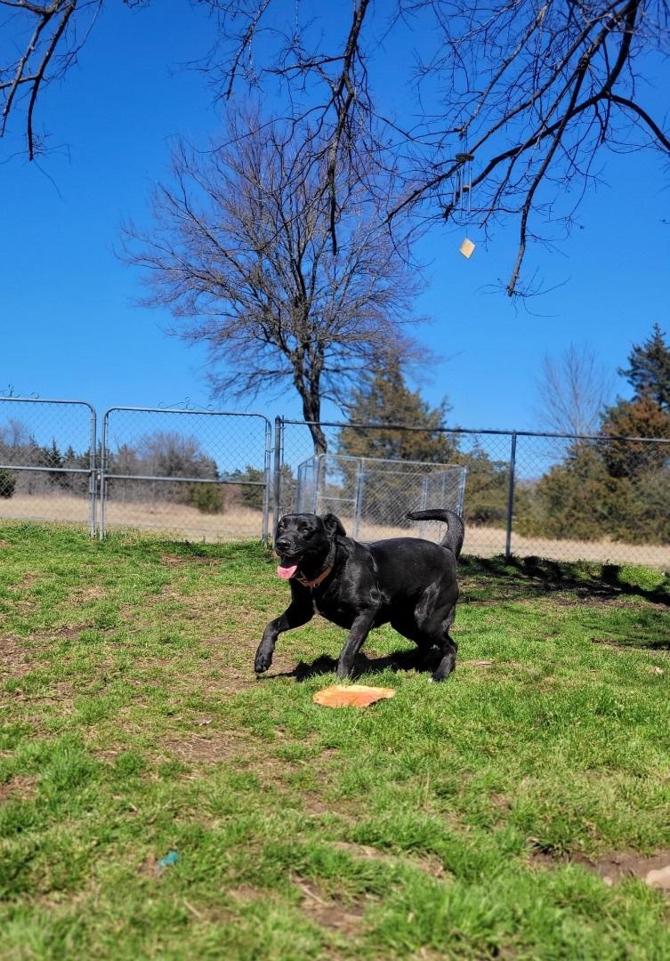 A senior medium-sized female Black Labrador Retriever dog named Maggie for adoption in Denison, TX