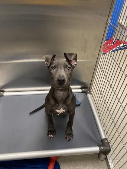 A baby small-sized male Mixed Breed dog named Peanut for adoption in Atlanta, GA
