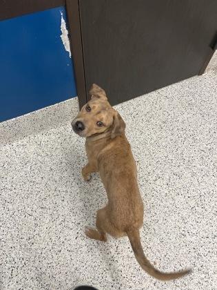 A young medium-sized male Mixed Breed dog named Brodie for adoption in Atlanta, GA