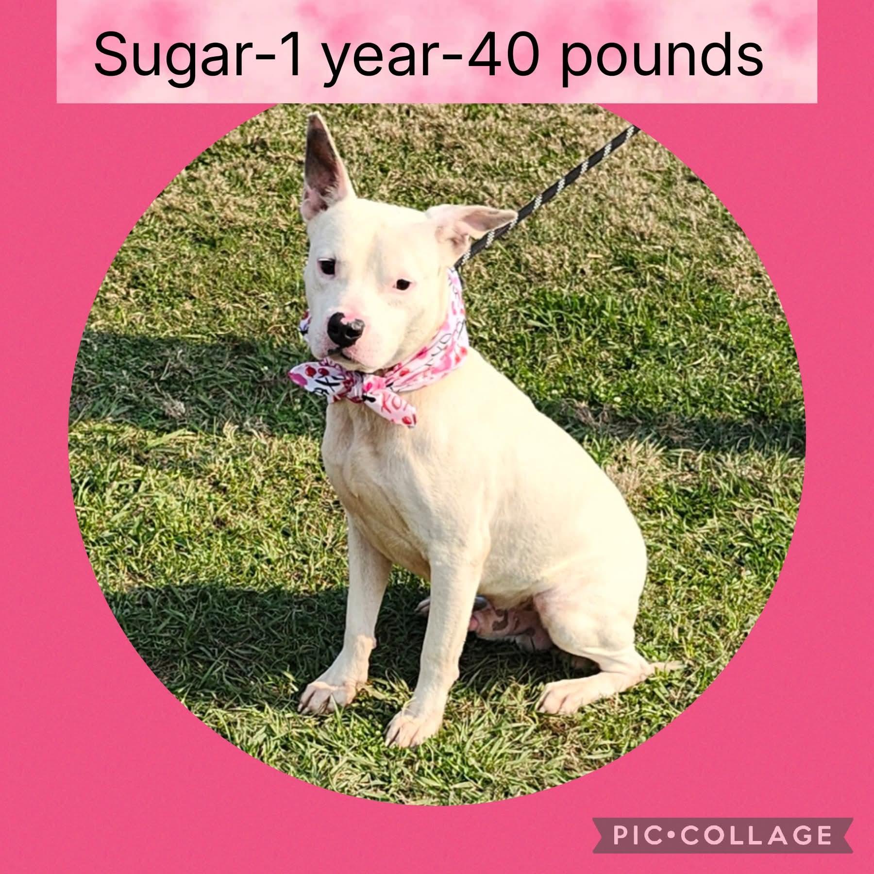 Sugar