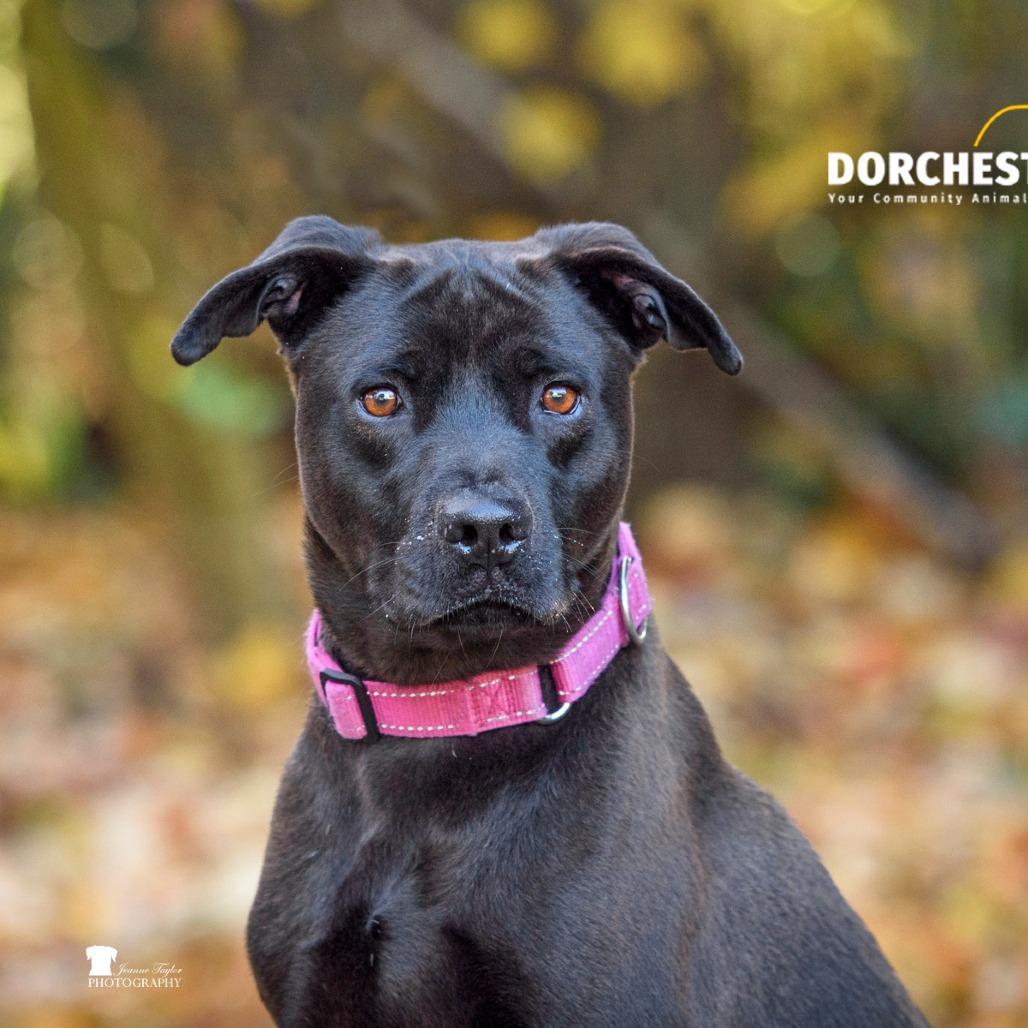 An adult medium-sized male Brown / Chocolate Mixed Breed dog named Cullen for adoption in Summerville, SC