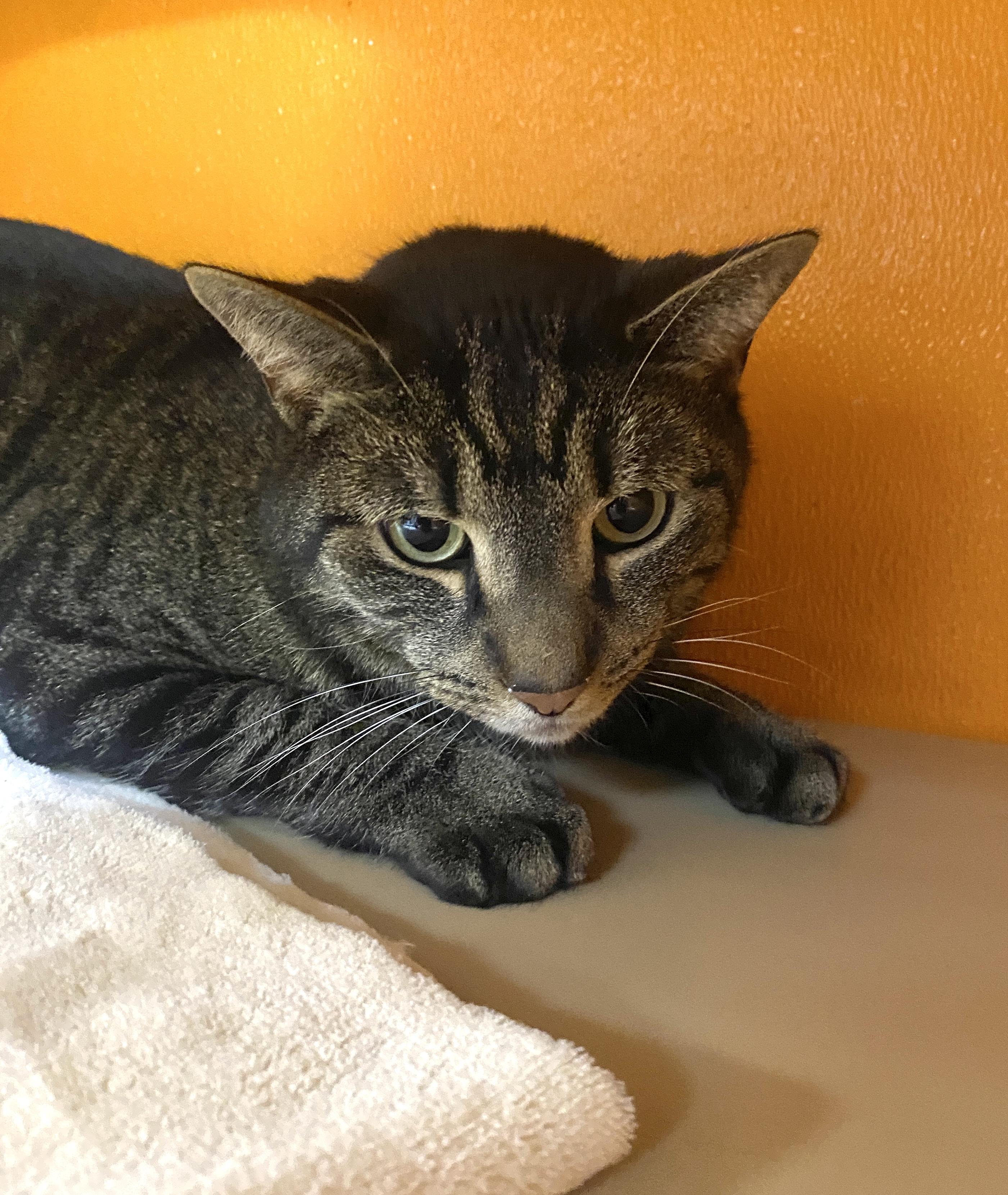 Kenni Front Declawed