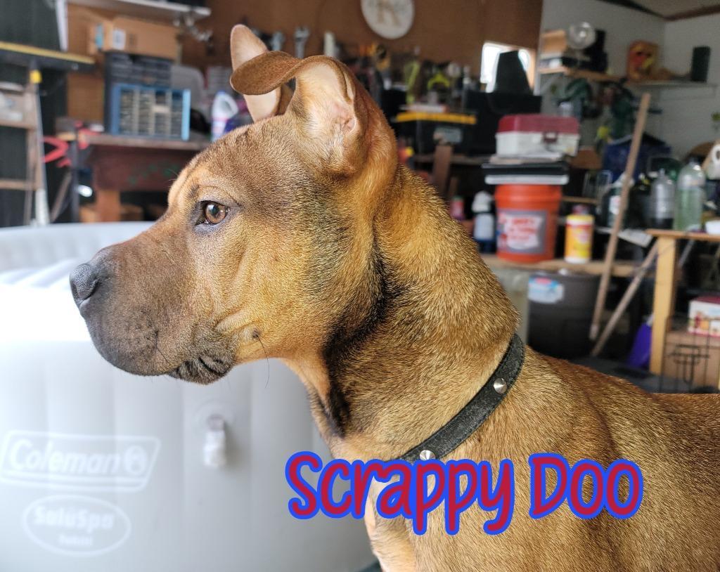 Scrappy Doo