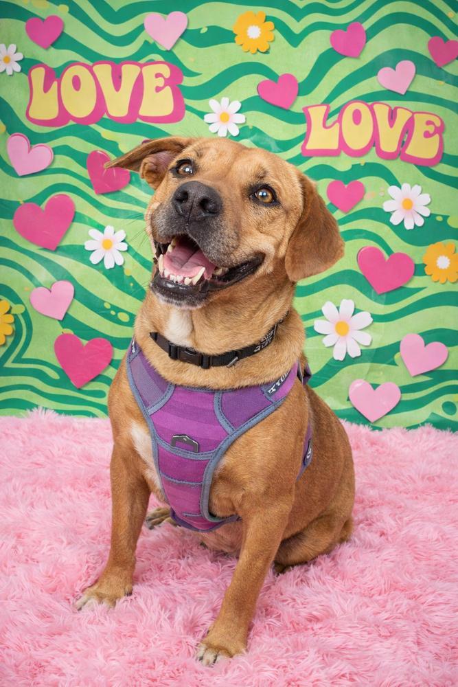 An adult large-sized female Red / Chestnut / Orange Labrador Retriever dog named Buttercup for adoption in Sumter, SC