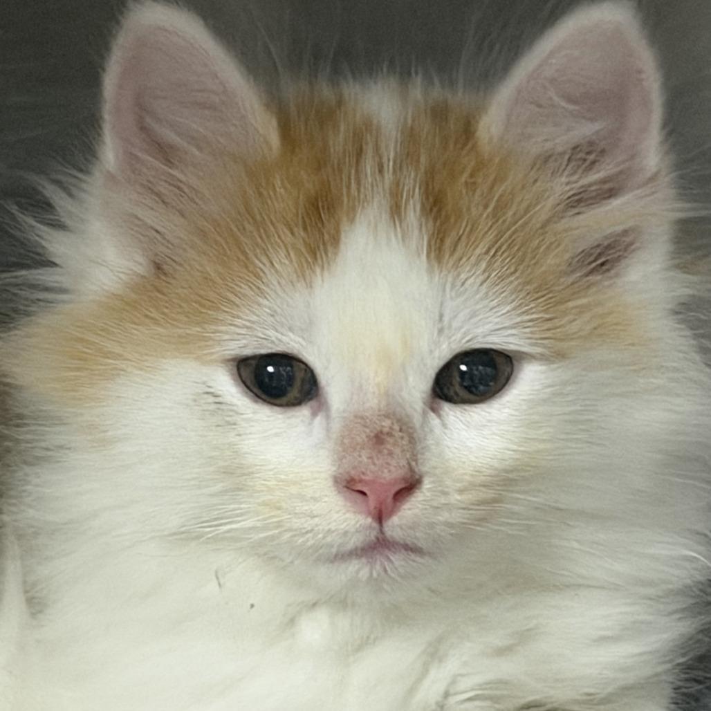 A baby small-sized male White Domestic Long Hair cat named M&t: Mandarin for adoption in Falls Church, VA