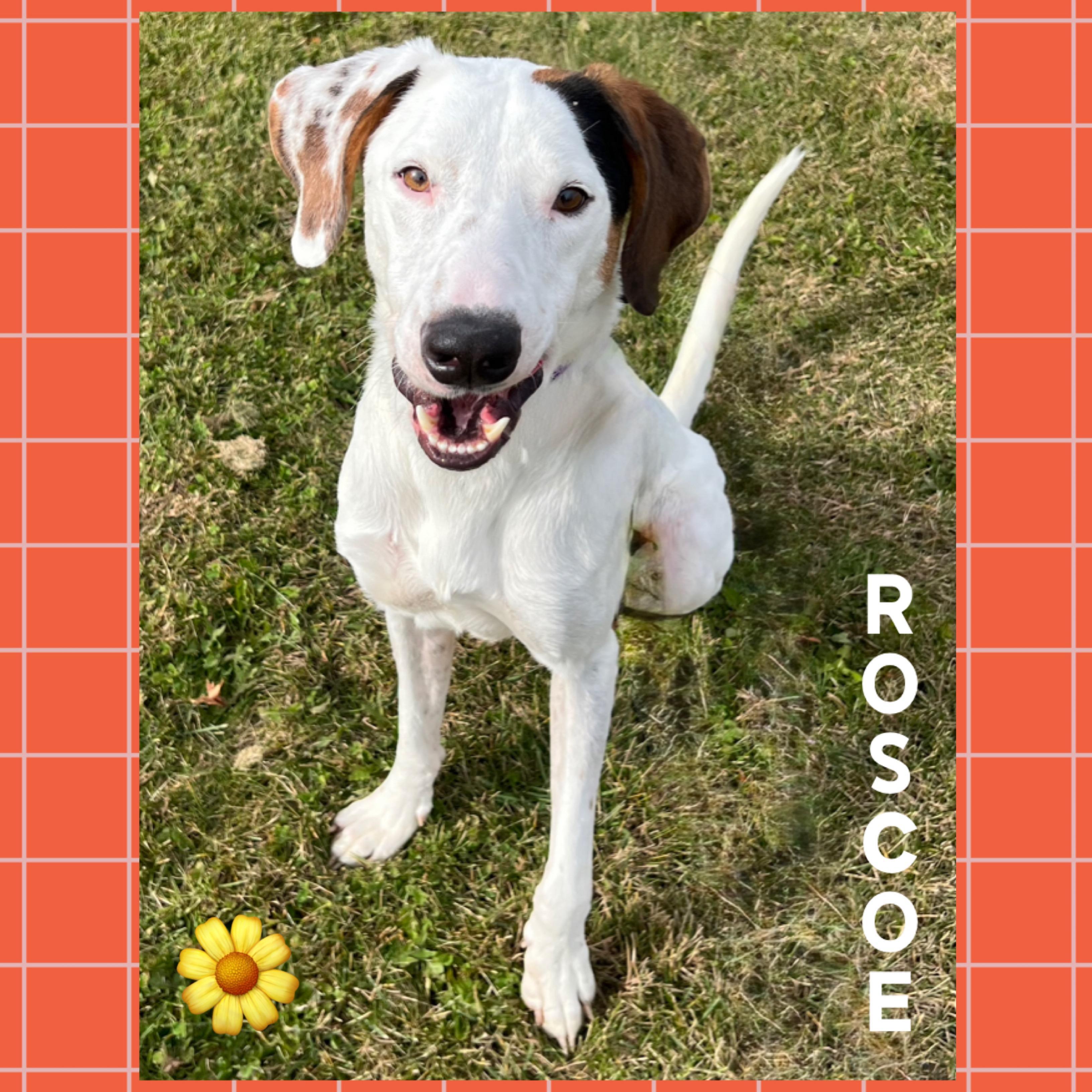 Roscoe