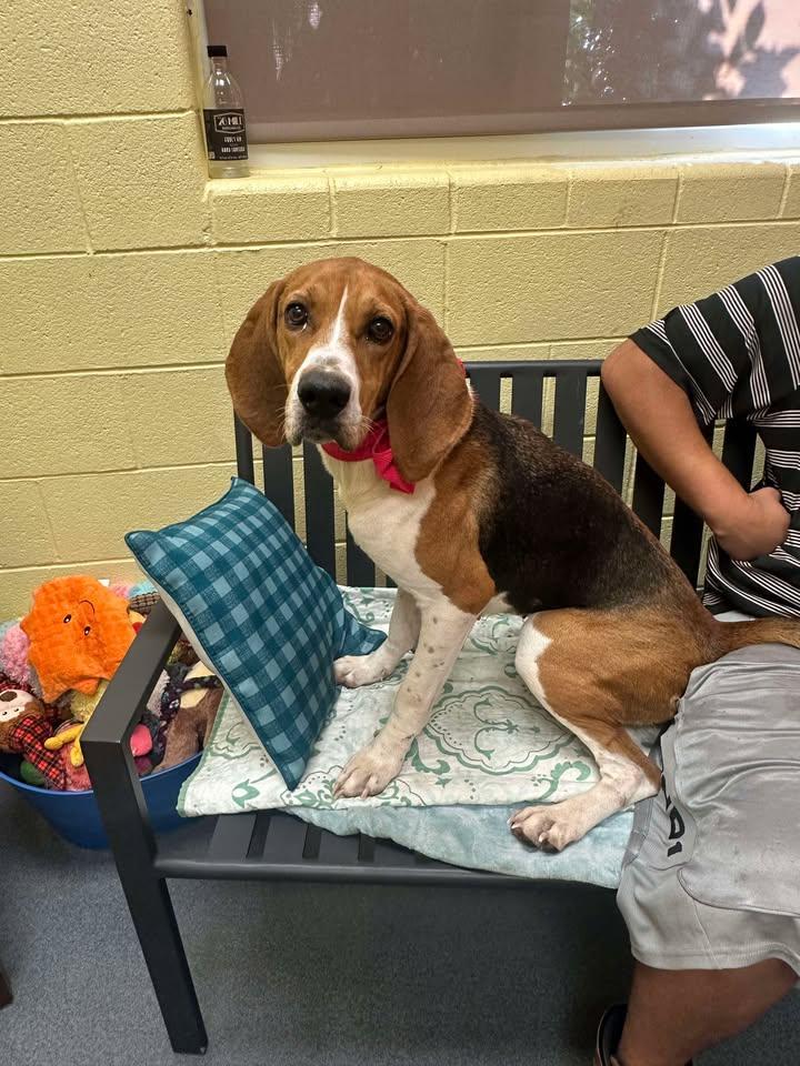An adult large-sized female Coonhound dog named Edith for adoption in Amherst, VA