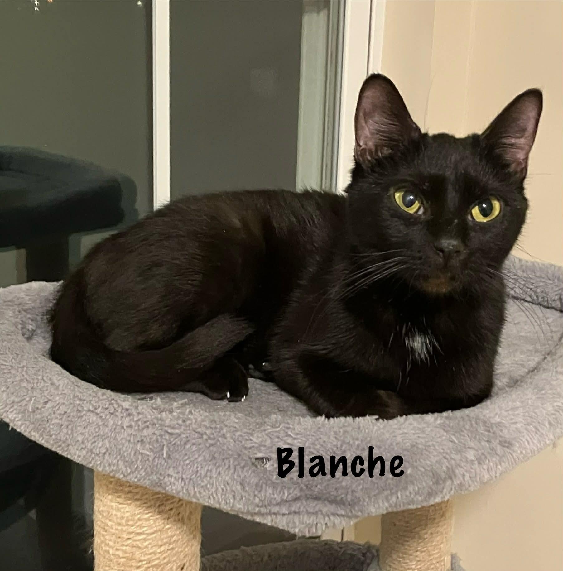 Blanche