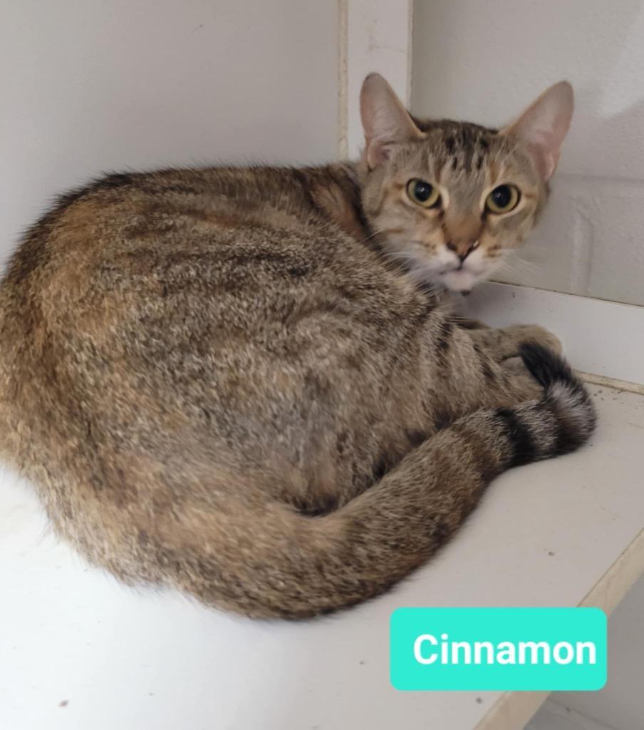 Cinnamon