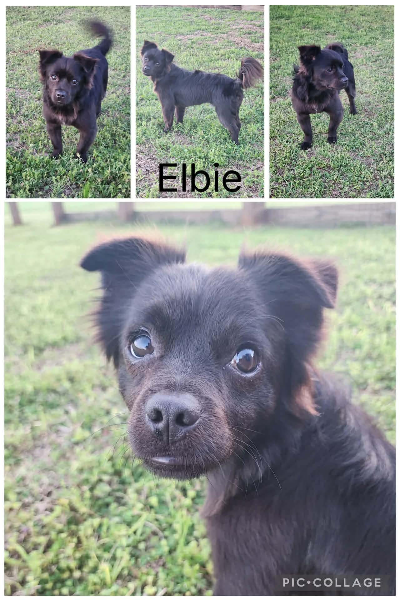 Elbie