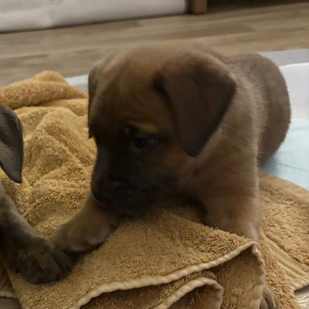 Ny Varrick Avail Feb