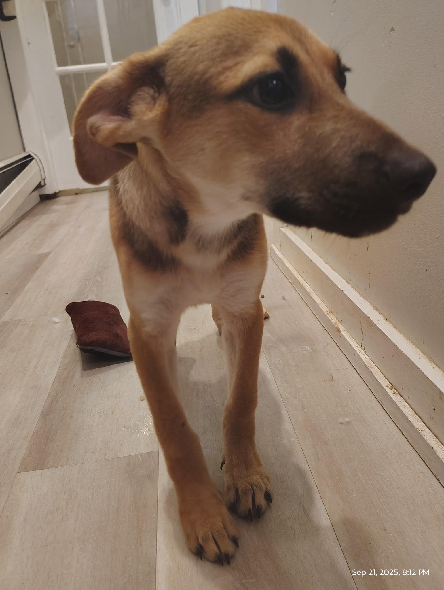 A young large-sized male Shepherd dog named Tucker for adoption in Sumter, SC