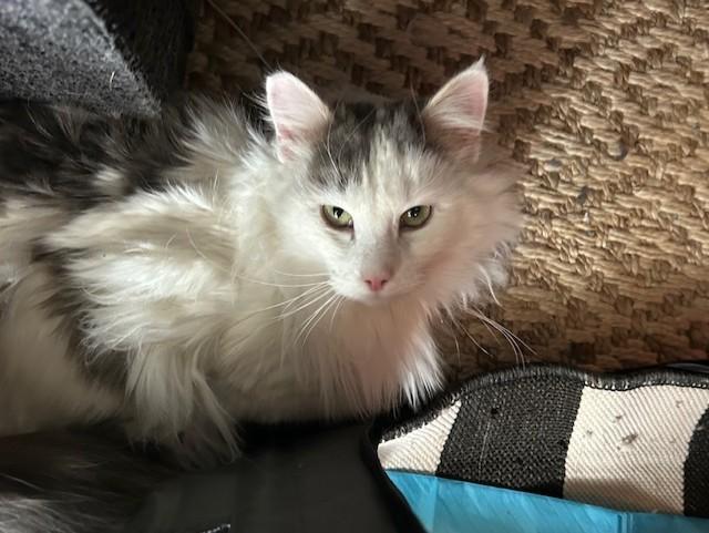 An adult medium-sized male Domestic Long Hair cat named Whiskers for adoption in Colorado Springs, CO