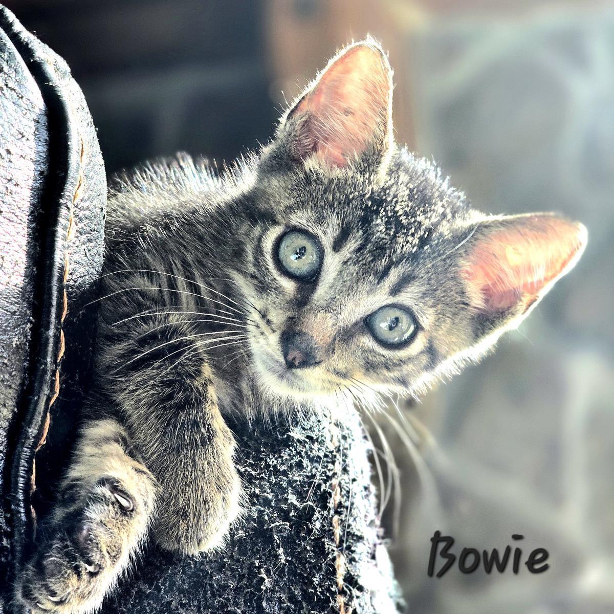 Bowie