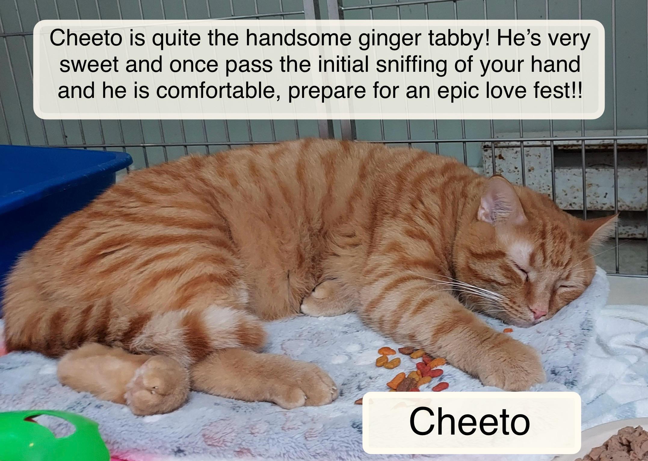 Cheeto At Luna Cat