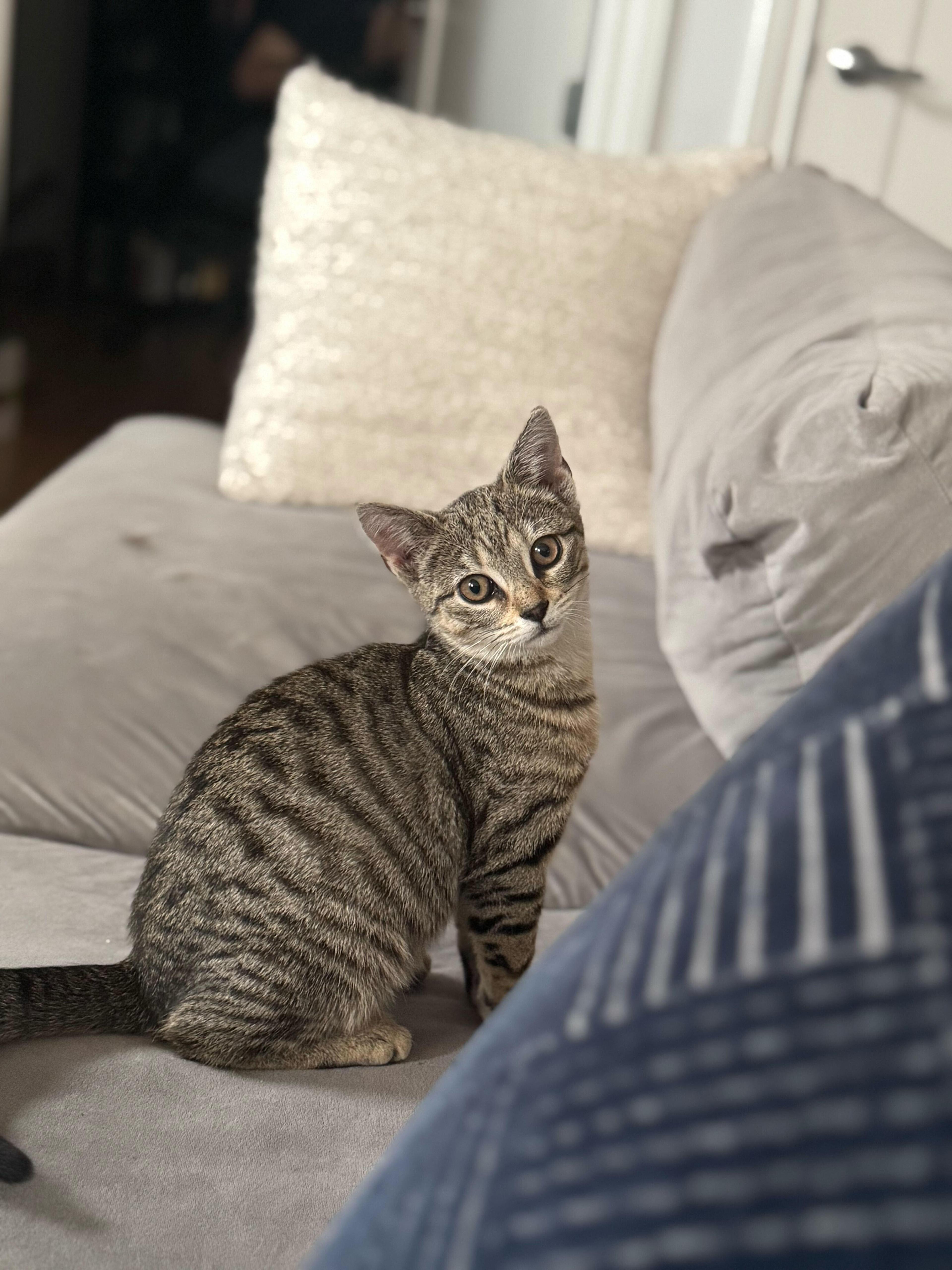 Brontë Aka Baby Brontosaurus