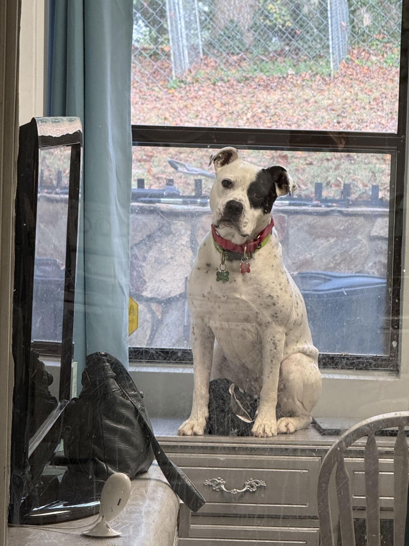 Remy Awesome American