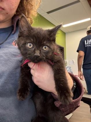 A baby small-sized female Domestic Short Hair cat named Circus for adoption in Atlanta, GA