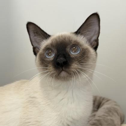 Figgy Pudding photo 1