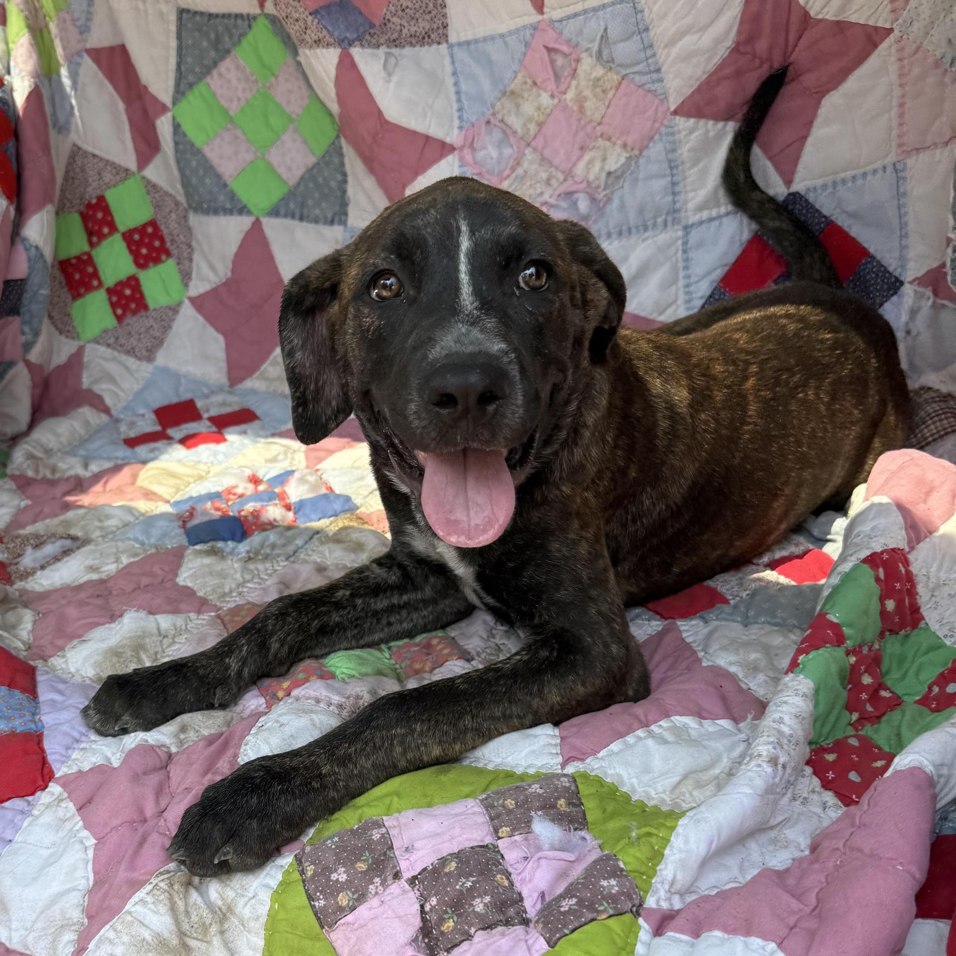 A young medium-sized female Plott Hound dog named Pebbles for adoption in Queen City, TX