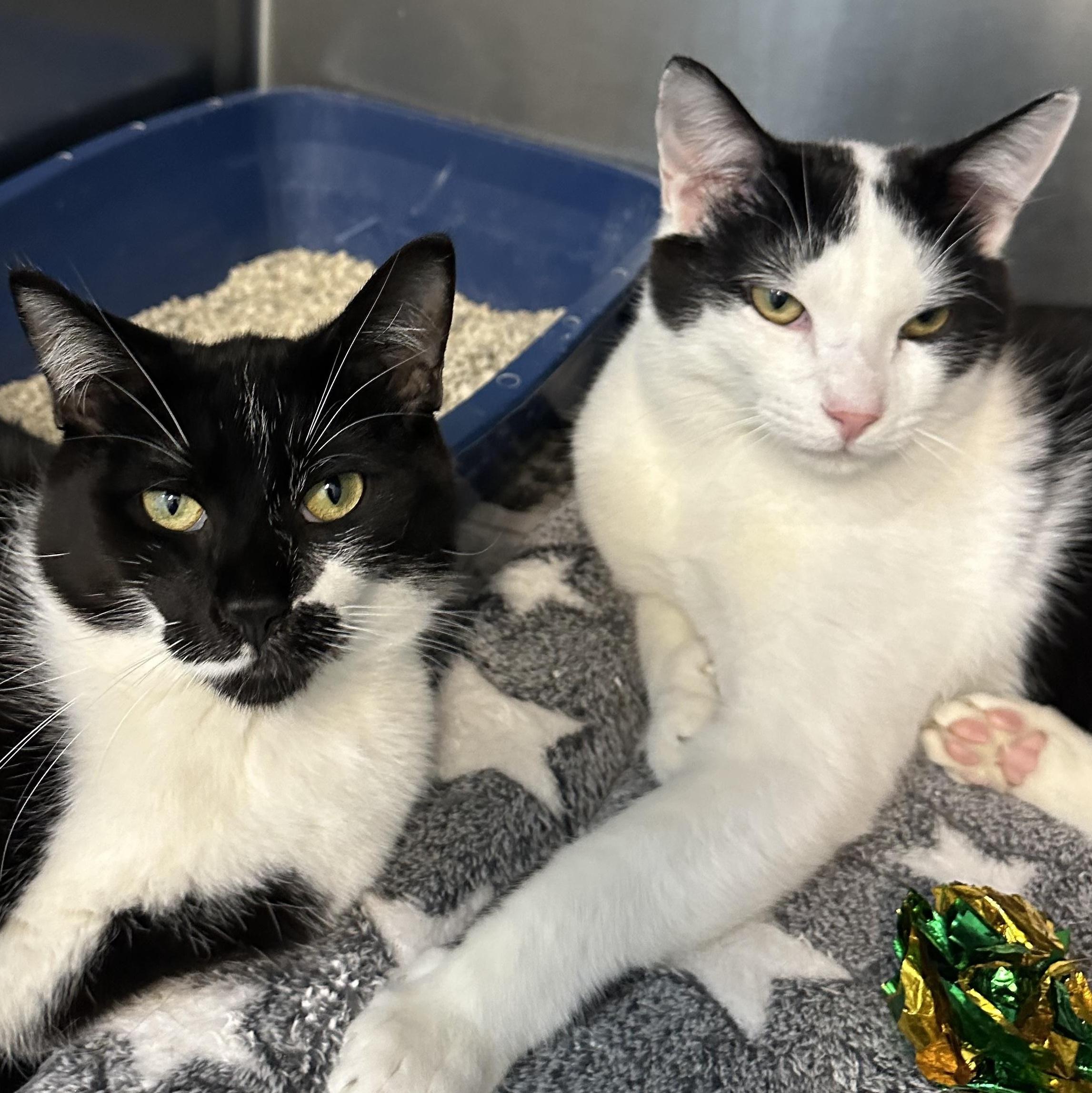 Mowgli & Finn Bonded