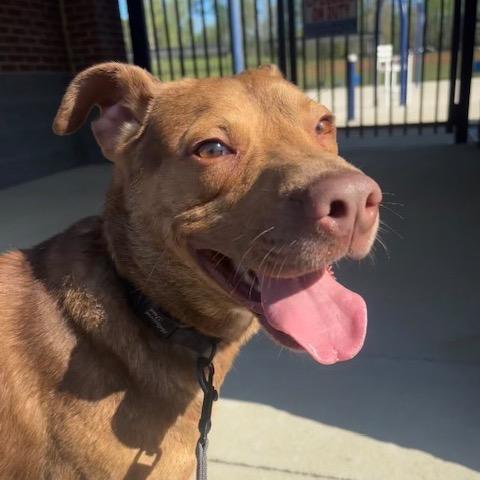 An adult medium-sized male Brown / Chocolate Mixed Breed dog named Phineas for adoption in Alabaster, AL