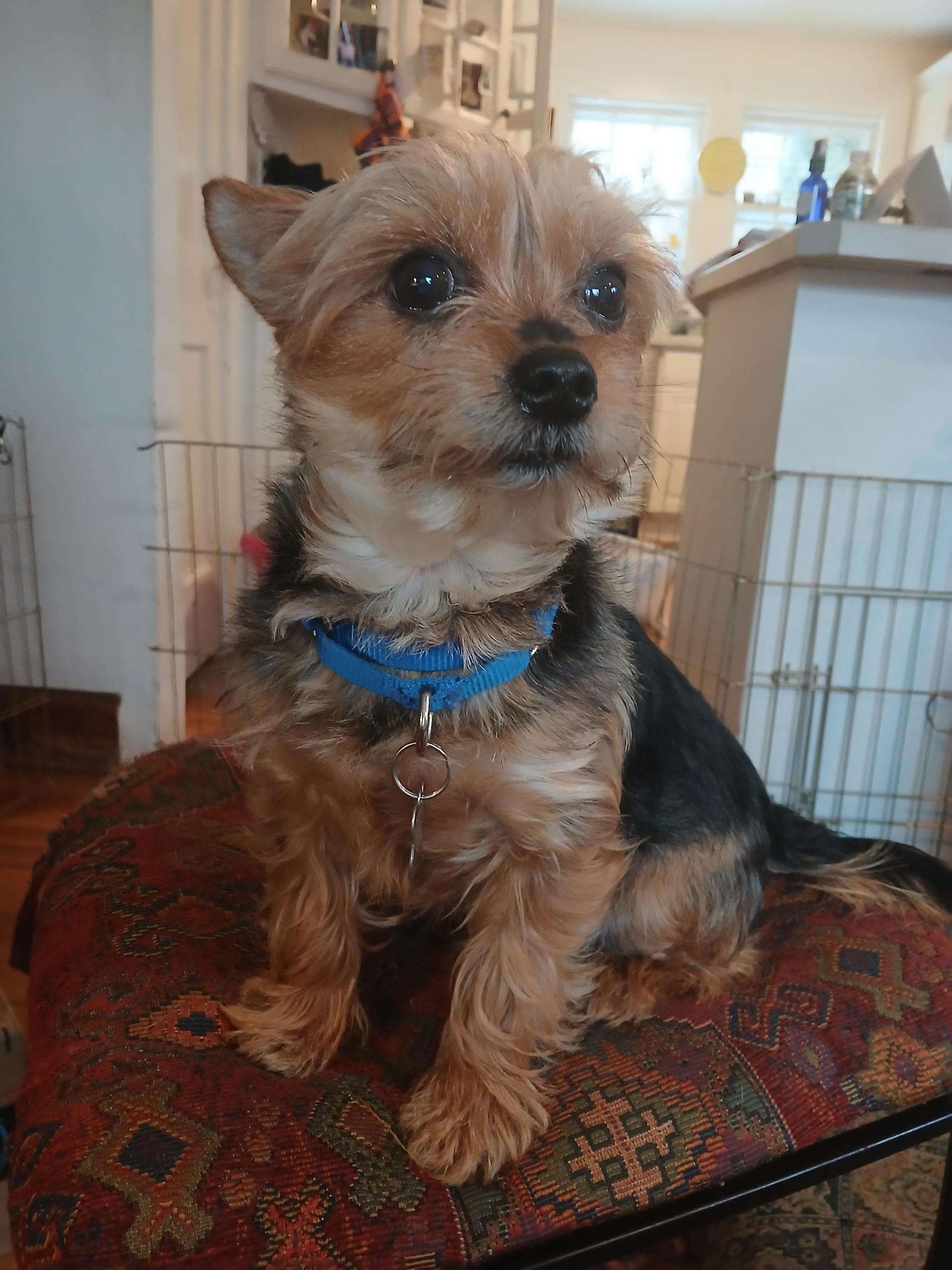 An adult small-sized male Black Yorkshire Terrier dog named Junior for adoption in Harrison, NY
