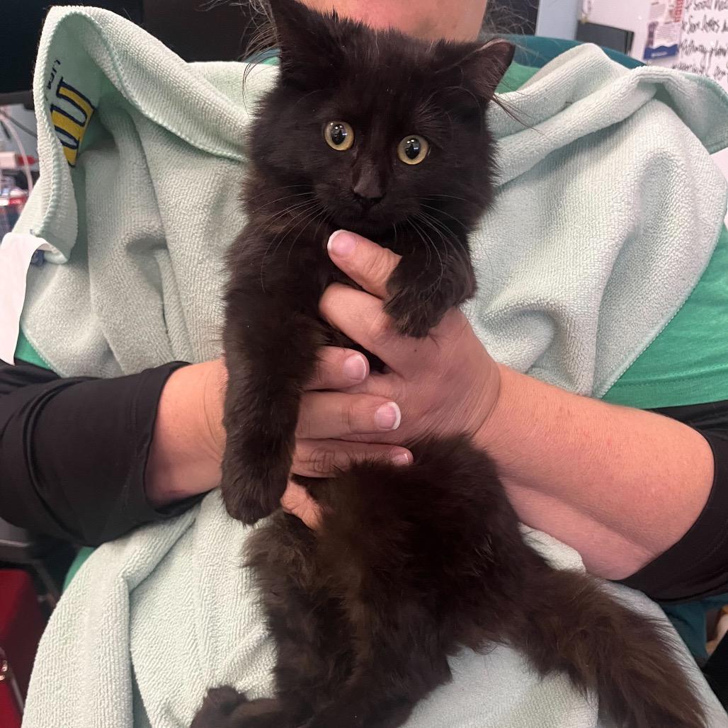 Foo Foo Fighter photo 1