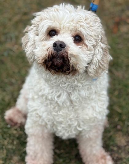 An adult medium-sized male Cavalier King Charles Spaniel dog named Jax for adoption in Malvern, PA