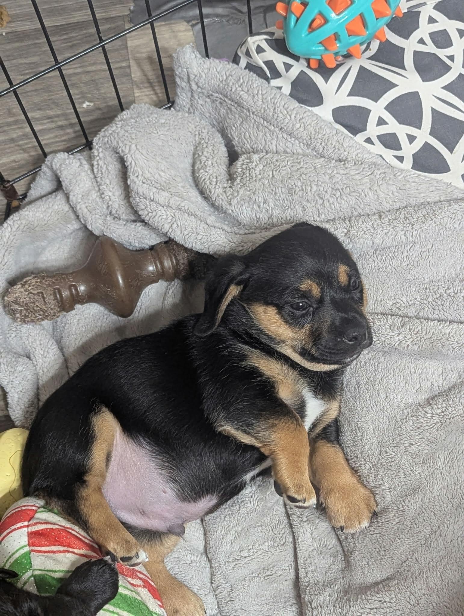 Jack The Dachshund Mix