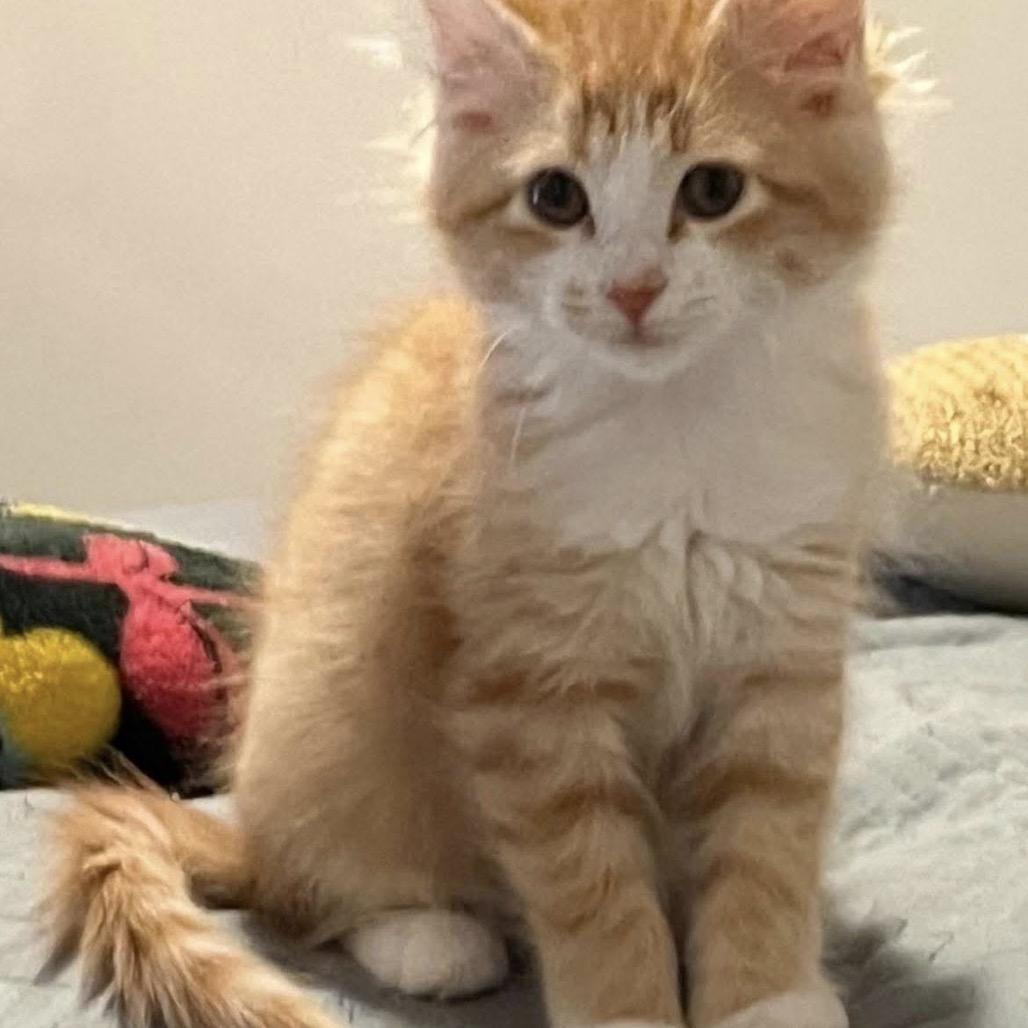 A baby small-sized female Orange / Red Domestic Short Hair cat named Farrah for adoption in Peachtree City, GA