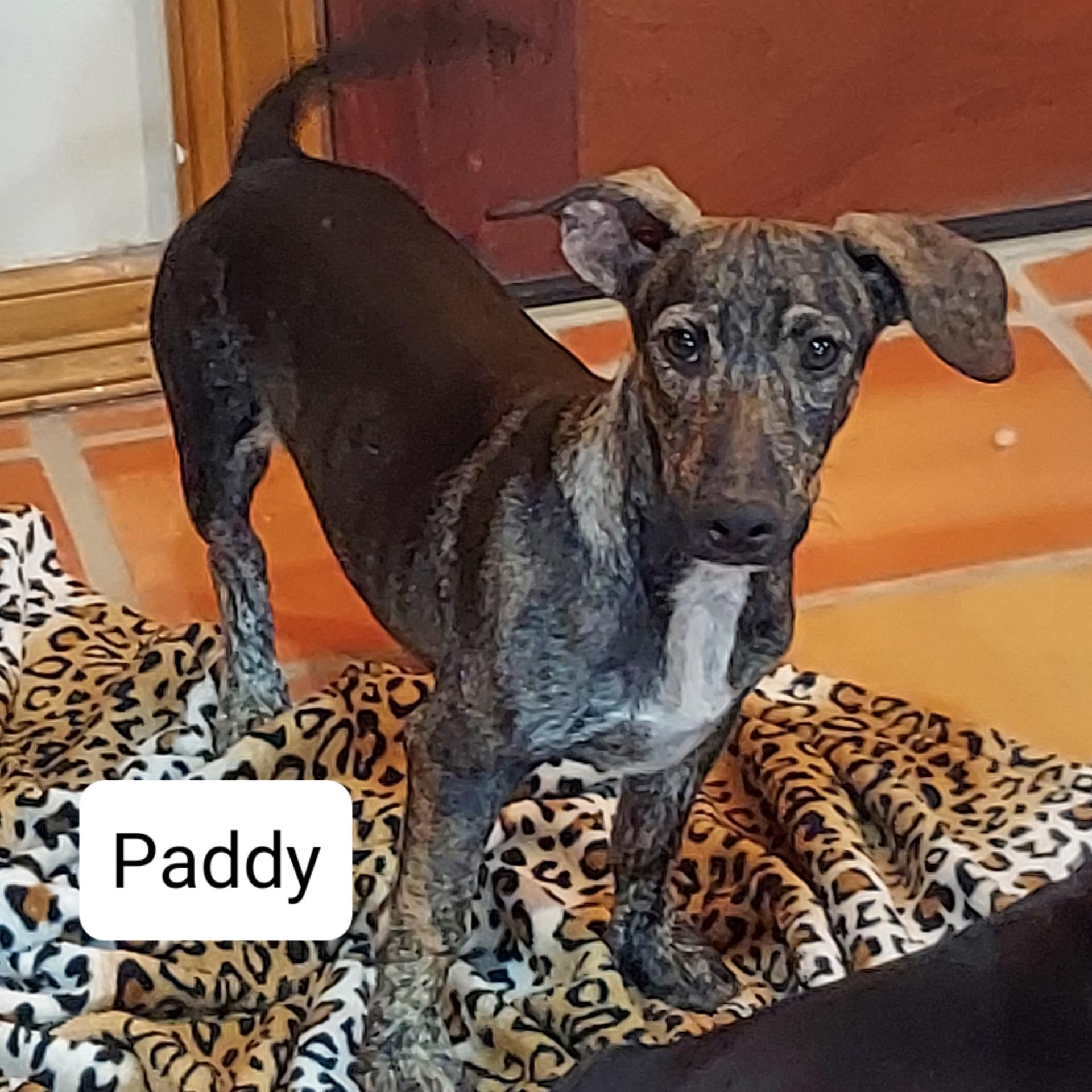 An adult small-sized male Brindle Dachshund dog named Paddy for adoption in Mcallen, TX