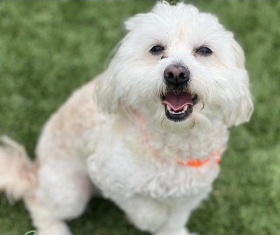 A young small-sized male White / Cream Maltipoo dog named Cookie for adoption in seward, AK