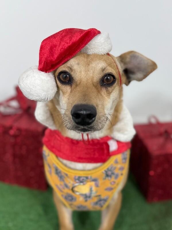 A young small-sized male Golden Chihuahua dog named Jimmy for adoption in Carlsbad, CA