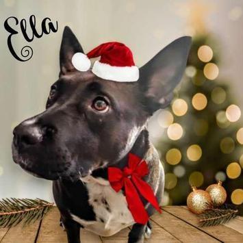 A young large-sized female Black Staffordshire Bull Terrier dog named Ella for adoption in Liverpool, TX