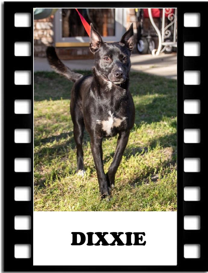 Dixxie