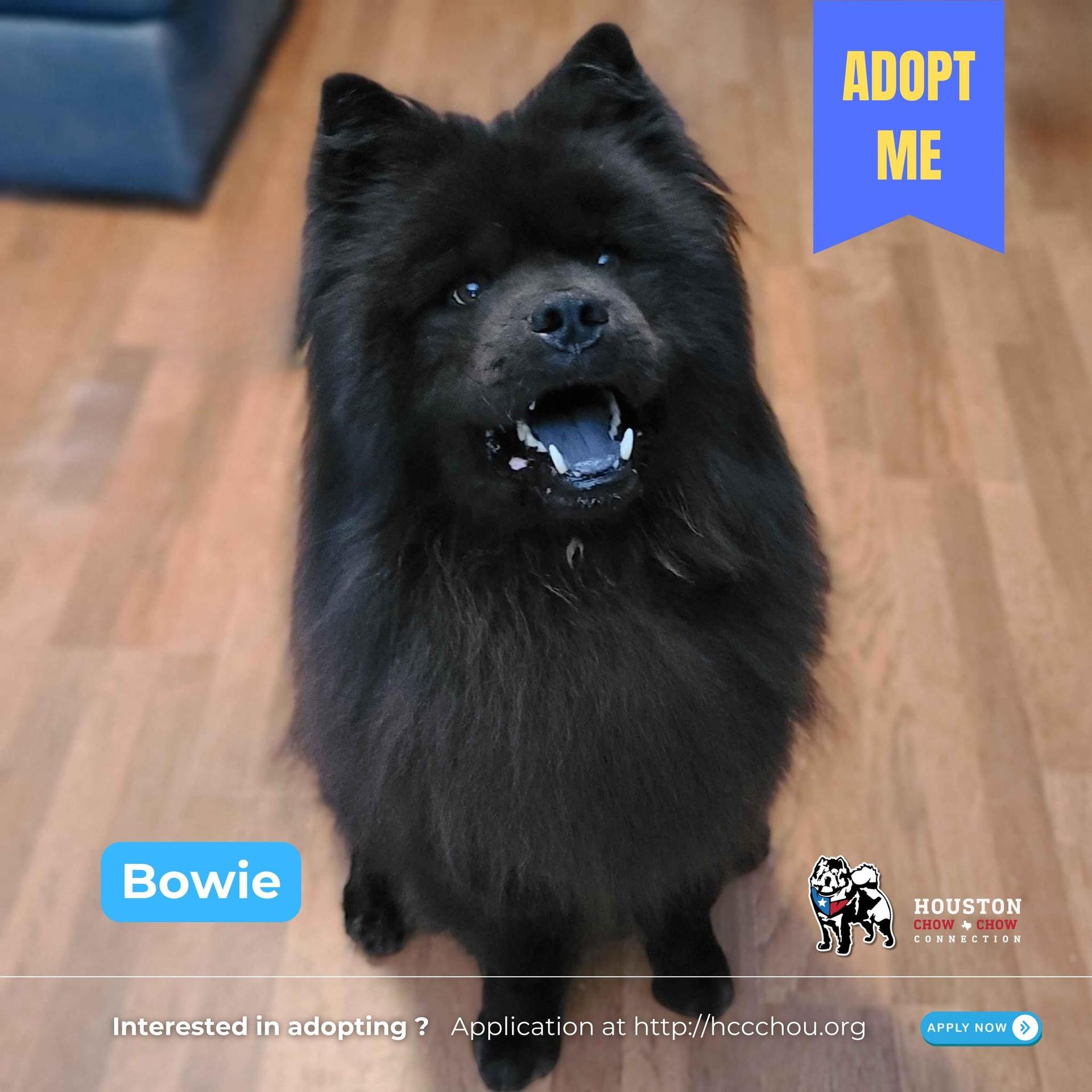 An adult medium-sized male Black Chow Chow dog named Bowie for adoption in Houston, TX