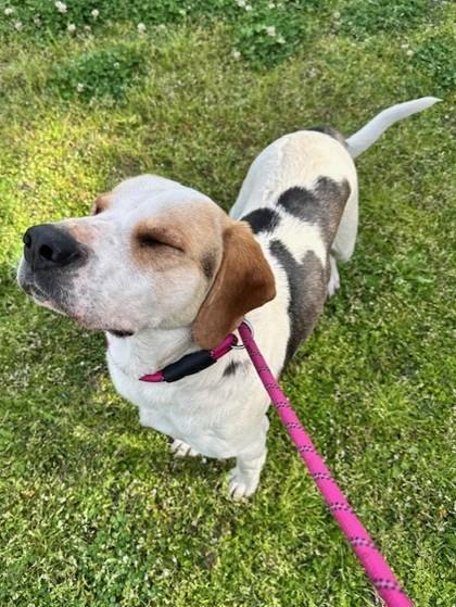 A young medium-sized male White / Cream Mixed Breed dog named Walter for adoption in Georgetown, SC