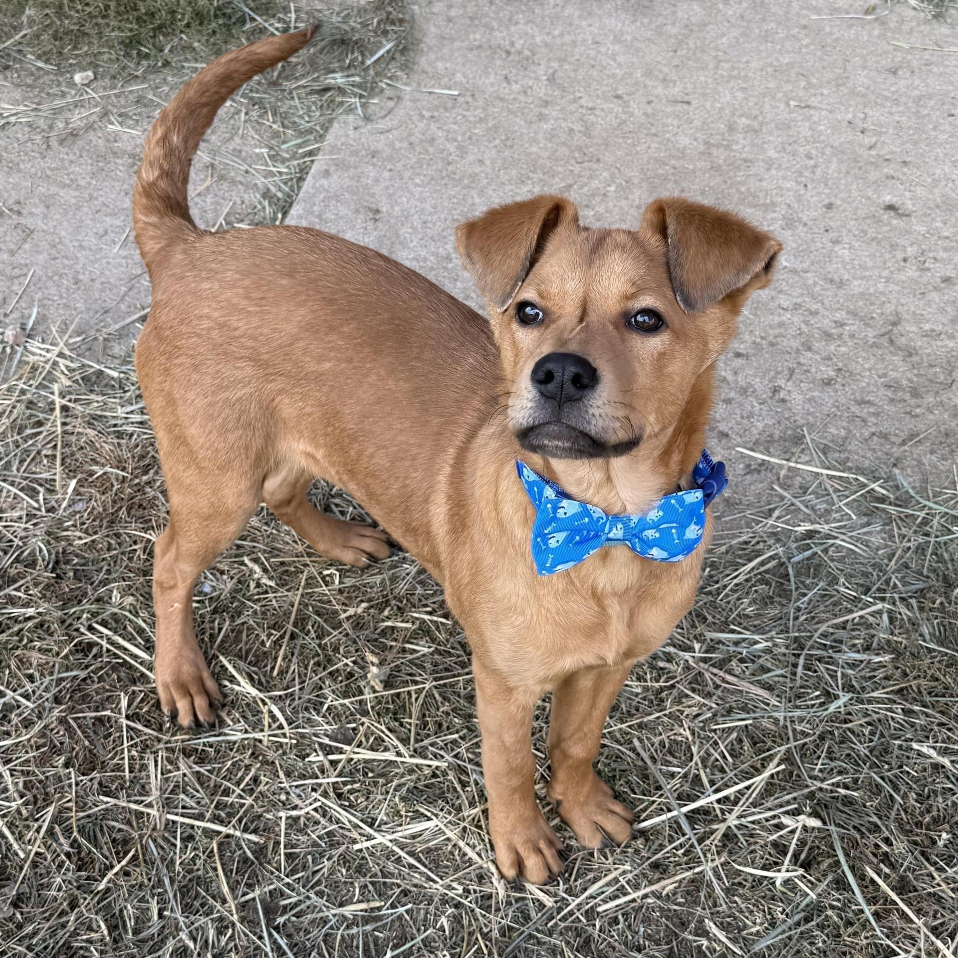 A baby medium-sized male Golden Labrador Retriever dog named Toast for adoption in Brookeville, MD